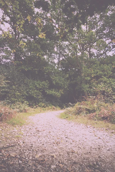 Scène bois au début de l'automne Vintage Filtre rétro . — Photo