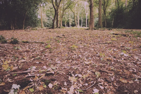 Waldszene zu Beginn des Herbstjahrgangs-Retro-Filters. — Stockfoto