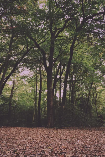 가 빈티지 레트로 필터의 시작에서 숲 현장. — 스톡 사진
