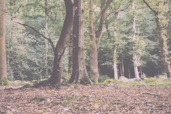 Woodland scen i början av hösten Vintage Retro Filter. — Stockfoto