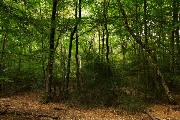 Scena boschiva all'inizio dell'autunno — Foto Stock