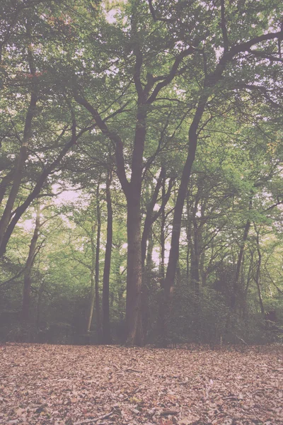 Woodland scen i början av hösten Vintage Retro Filter. — Stockfoto