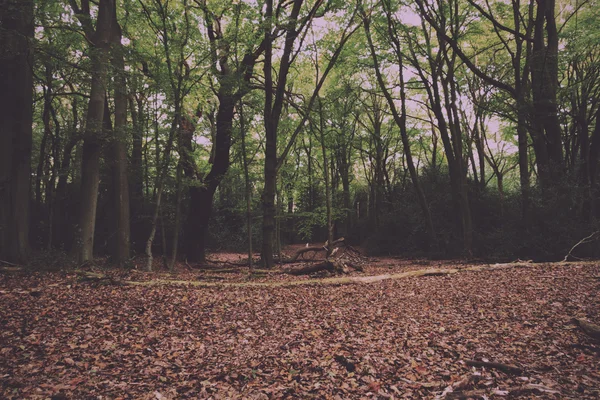 Waldszene zu Beginn des Herbstjahrgangs-Retro-Filters. — Stockfoto