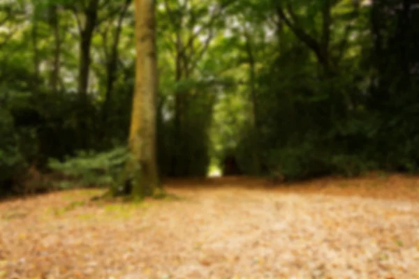 Bosque escena a principios de otoño Fuera de foco . — Foto de Stock