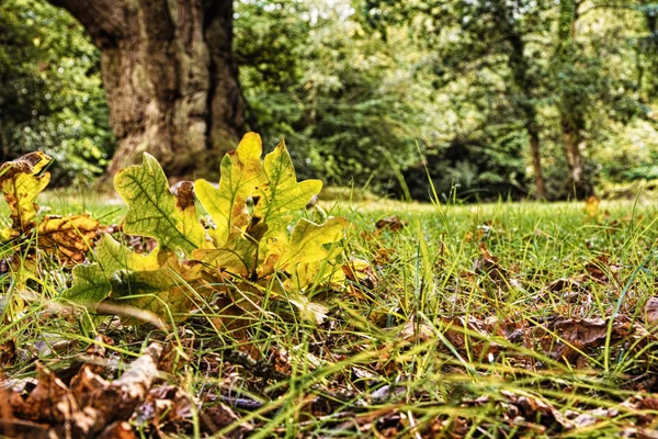 Scena boschiva all'inizio dell'autunno HDR Filter . — Foto Stock