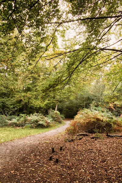 Woodland scen i början av hösten Hdr Filter. — Stockfoto