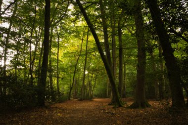 Woodland olay yerinde Sonbahar başlangıcı