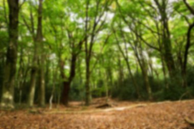 Woodland olay yerinde yak²n Sonbahar başlangıcı.