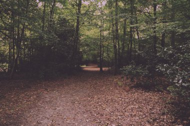 Woodland sahne Vintage Retro filtre sonbaharın başında.