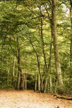 Woodland sahne Hdr filtre sonbaharın başında.