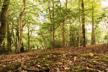 Woodland sahne Hdr filtre sonbaharın başında.