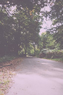 Woodland sahne Vintage Retro filtre sonbaharın başında.