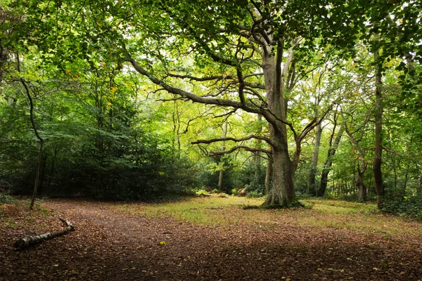 Scène de forêt au début de l'automne — Photo