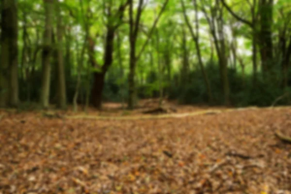 Bosque escena a principios de otoño Fuera de foco . — Foto de Stock