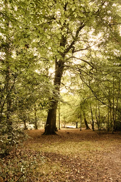 Escena de Woodland a principios de otoño HDR Filter . — Foto de Stock