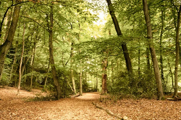 Escena de Woodland a principios de otoño HDR Filter . — Foto de Stock