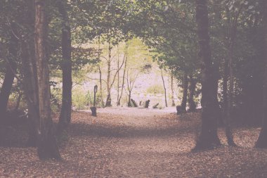 Woodland sahne Vintage Retro filtre sonbaharın başında.