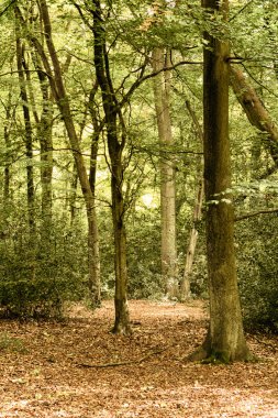Woodland sahne Hdr filtre sonbaharın başında.