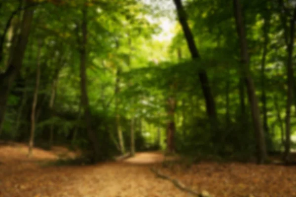 Woodland scene at the start of autumn Out of focus. — Stock Photo, Image