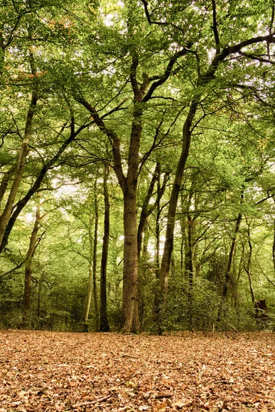 Woodland scene at the start of autumn HDR Filter. — Stock Photo, Image