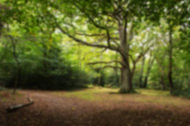 Woodland olay yerinde yak²n Sonbahar başlangıcı.