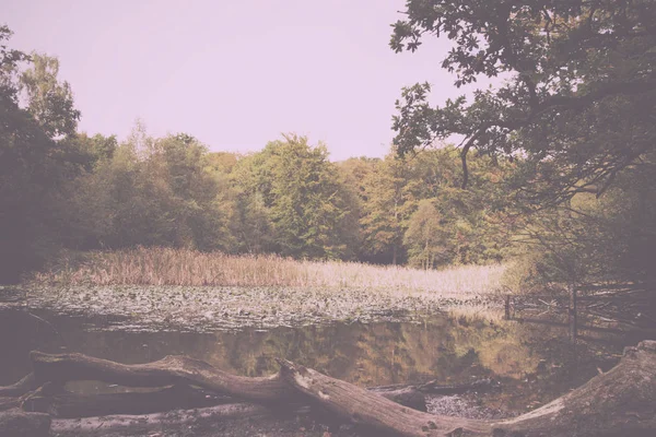 Woodland scene at the start of autumn Vintage Retro Filter.