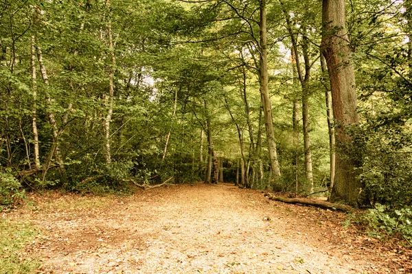 Woodland sahne Hdr filtre sonbaharın başında. — Stok fotoğraf