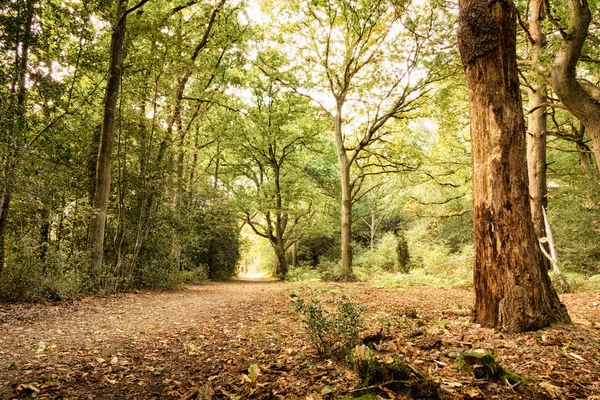 Woodland scene at the start of autumn HDR Filter. — Stock Photo, Image