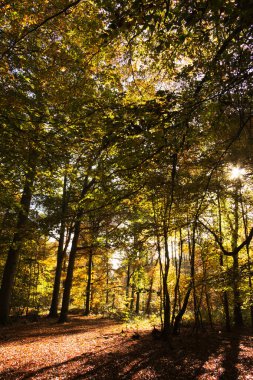Woodland sahne ile sarı ve kahverengi sonbahar yaprakları