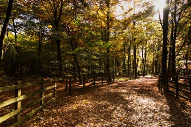 Woodland sahne ile sarı ve kahverengi sonbahar yaprakları