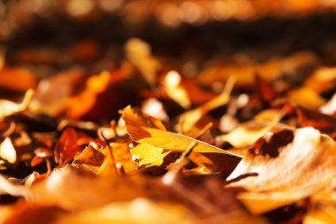 Turuncu sarı ve kahverengi renkli sonbahar yaprakları