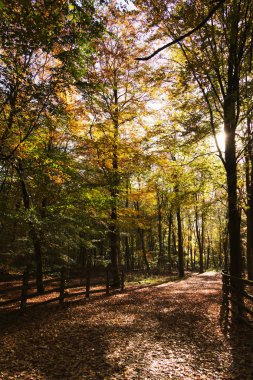 Woodland sahne ile sarı ve kahverengi sonbahar yaprakları