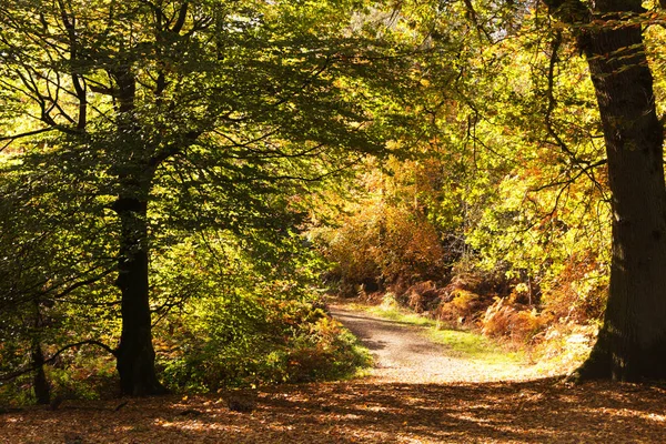 林地现场与黄色和棕色的秋天叶子 — 图库照片