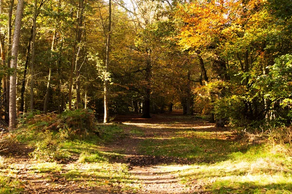 Woodland scene with yellow and brown autumn leaves — Stock Photo, Image