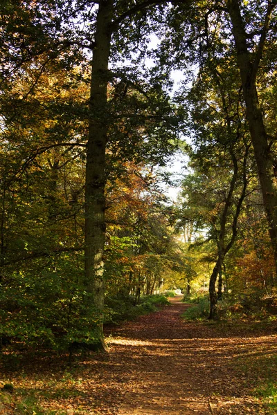 Woodland scene with yellow and brown autumn leaves — Stock Photo, Image