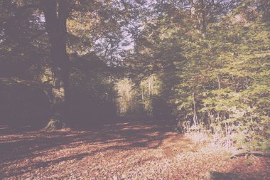 Woodland sahne sarı ve kahverengi sonbahar ile Retro Vintage bırakır