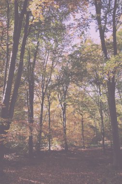 Woodland sahne sarı ve kahverengi sonbahar ile Retro Vintage bırakır
