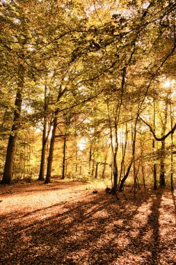 Woodland sahne sarı ve kahverengi sonbahar ile Hdr filtre bırakır.