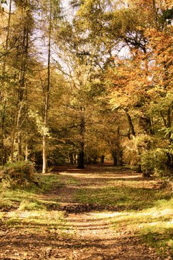 Woodland sahne sarı ve kahverengi sonbahar ile Hdr filtre bırakır.