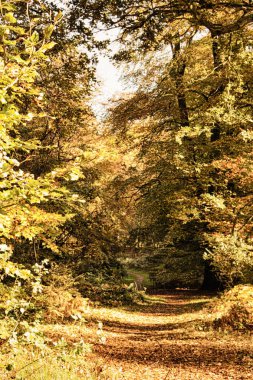 Woodland sahne sarı ve kahverengi sonbahar ile Hdr filtre bırakır.