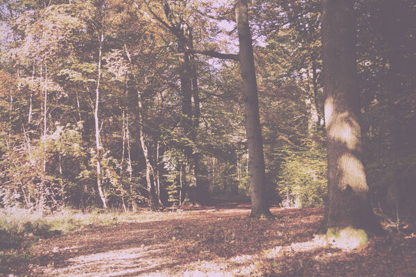 Woodland scene with autumn leaves in yellow and brown Vintage Retro Filter.