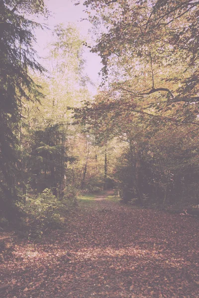 Scena boschiva con foglie autunnali gialle e marroni Vintage Retro — Foto Stock