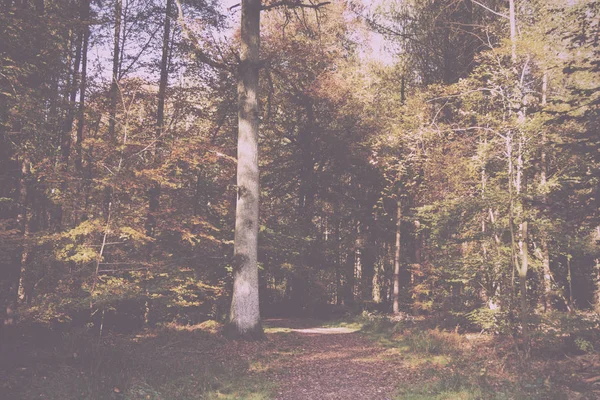 Woodland σκηνή με κίτρινο και καφέ φθινόπωρο φύλλα ρετρό παλιάς χρονολογίας — Φωτογραφία Αρχείου
