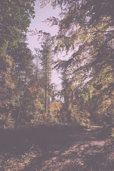 Scène bois aux feuilles d'automne jaunes et marron Vintage Retro — Photo