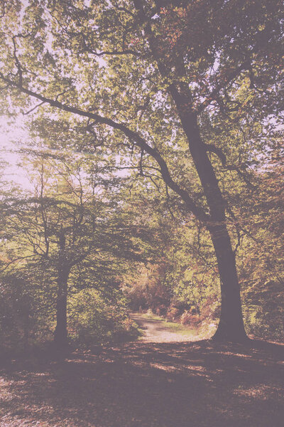 Woodland scene with autumn leaves in yellow and brown Vintage Retro Filter.