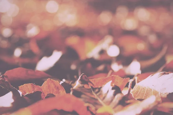 Farbenfrohe Herbstblätter in orange-gelb und braun vintage retro — Stockfoto