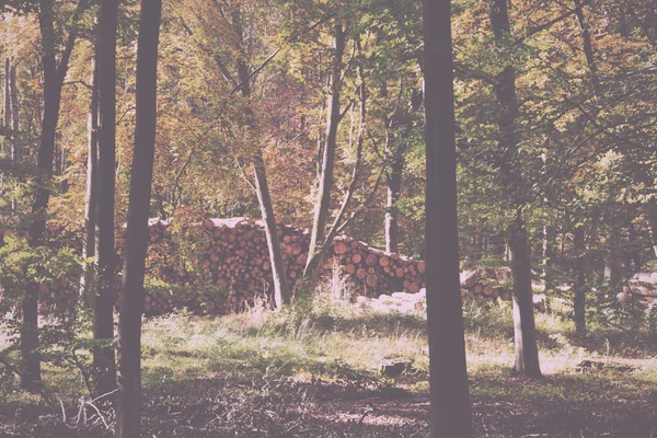 Waldszene mit gelben und braunen Herbstblättern im Retro-Look — Stockfoto