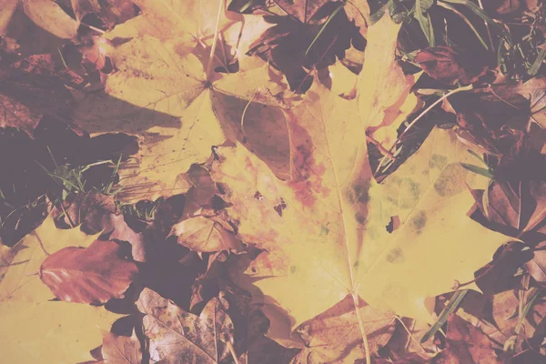 Hojas coloridas de otoño en amarillo anaranjado y marrón Vintage Retro — Foto de Stock