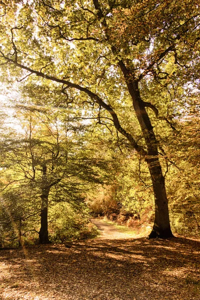Escena de bosque con hojas de otoño amarillas y marrones HDR Filter . — Foto de Stock
