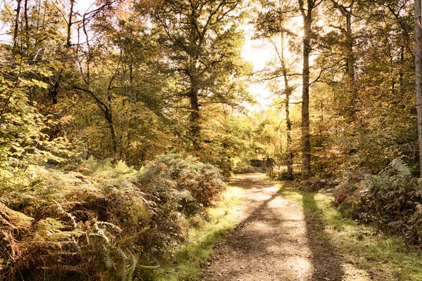 Woodland scene with yellow and brown autumn leaves HDR Filter. — Stock Photo, Image